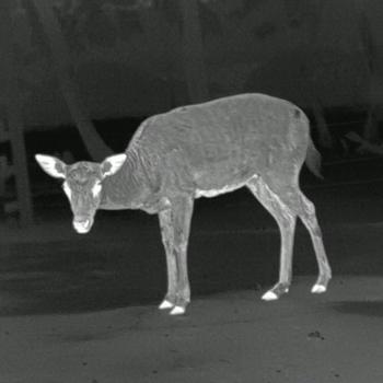 PARD Predator 640 LRF Wärmebild-Vorsatzgerät